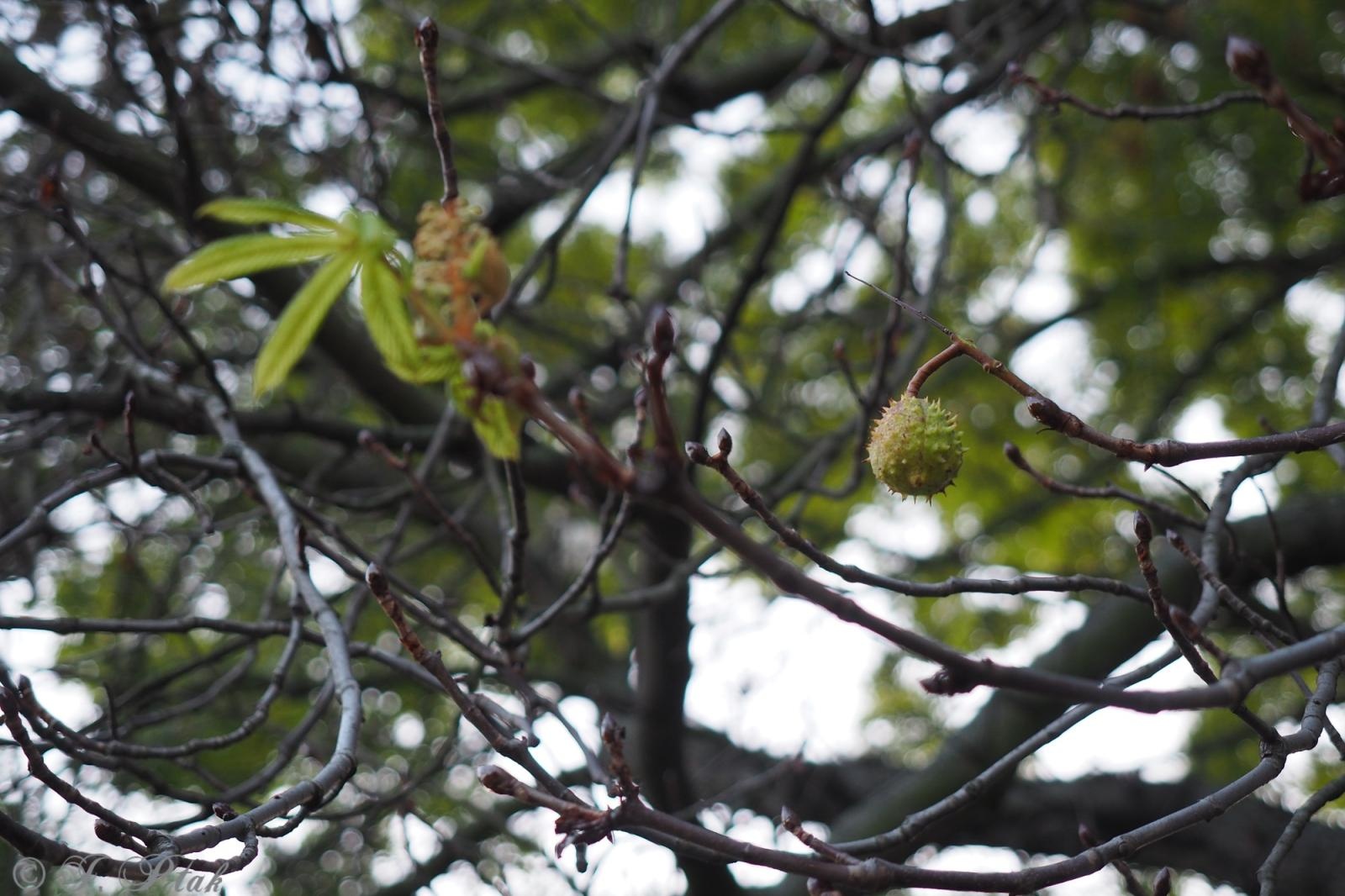 Zdjęcie w galerii na portalu naszraciborz.pl: Raciborski kasztanowiec zakwitł w październiku. To nie magia, a sygnał ostrzegawczy natury [FOTO] wiadomości z regionu