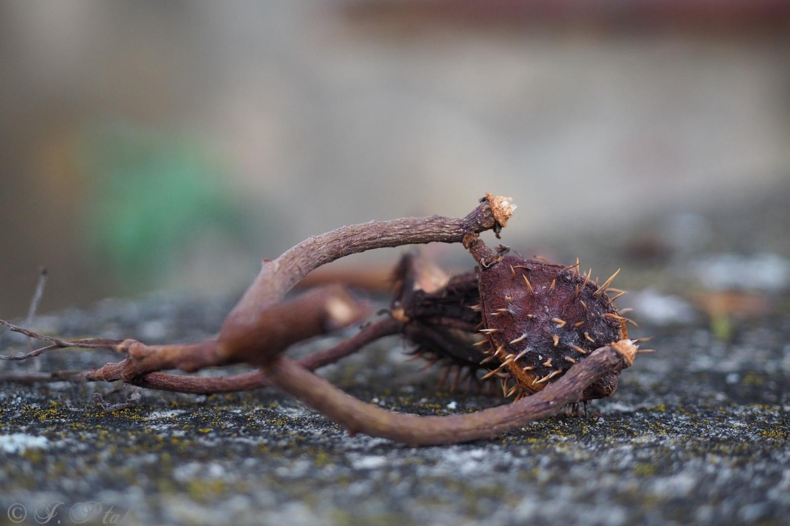 Zdjęcie w galerii na portalu naszraciborz.pl: Raciborski kasztanowiec zakwitł w październiku. To nie magia, a sygnał ostrzegawczy natury [FOTO] wiadomości z regionu