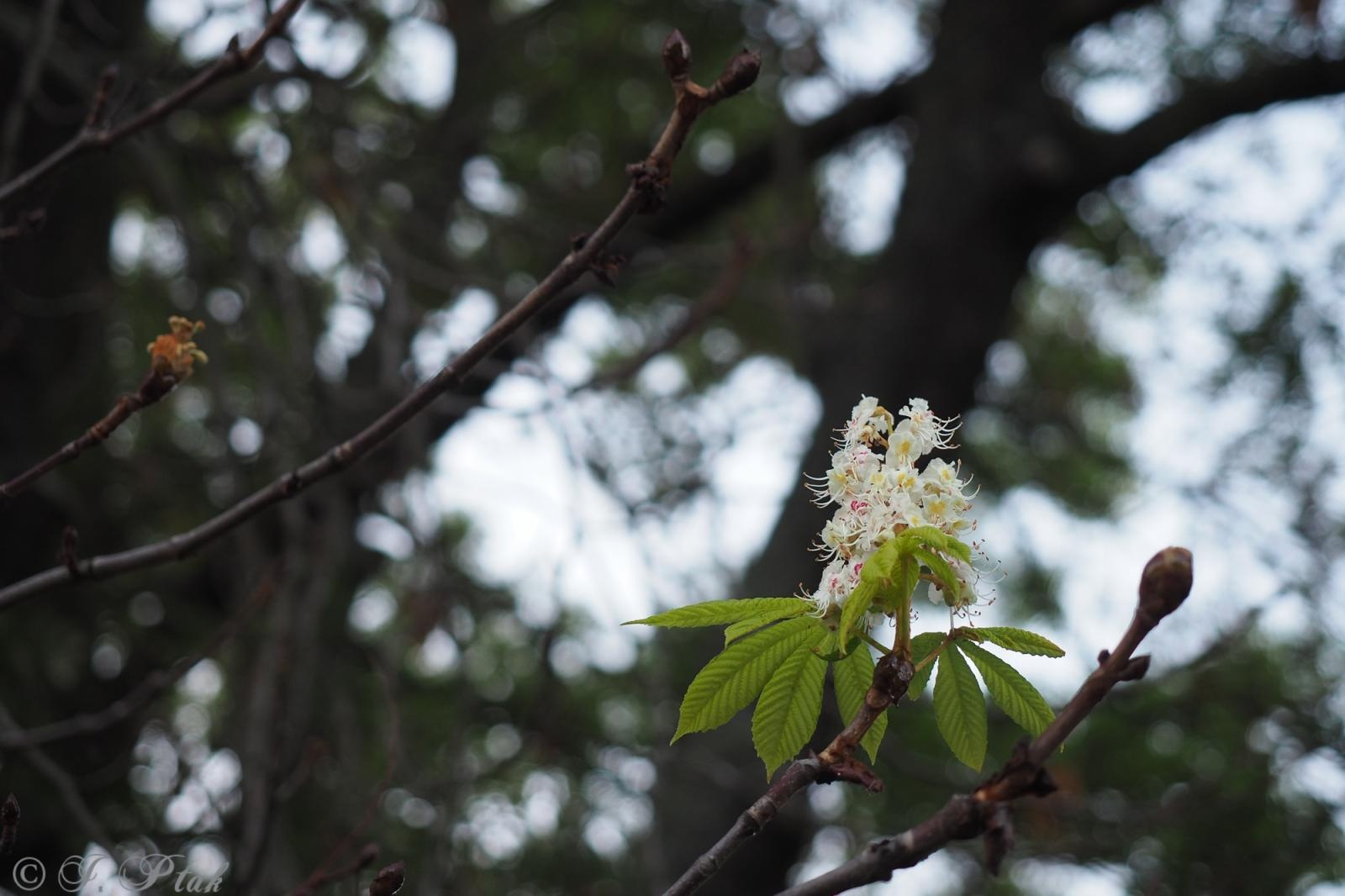 Zdjęcie w galerii na portalu naszraciborz.pl: Raciborski kasztanowiec zakwitł w październiku. To nie magia, a sygnał ostrzegawczy natury [FOTO] wiadomości z regionu