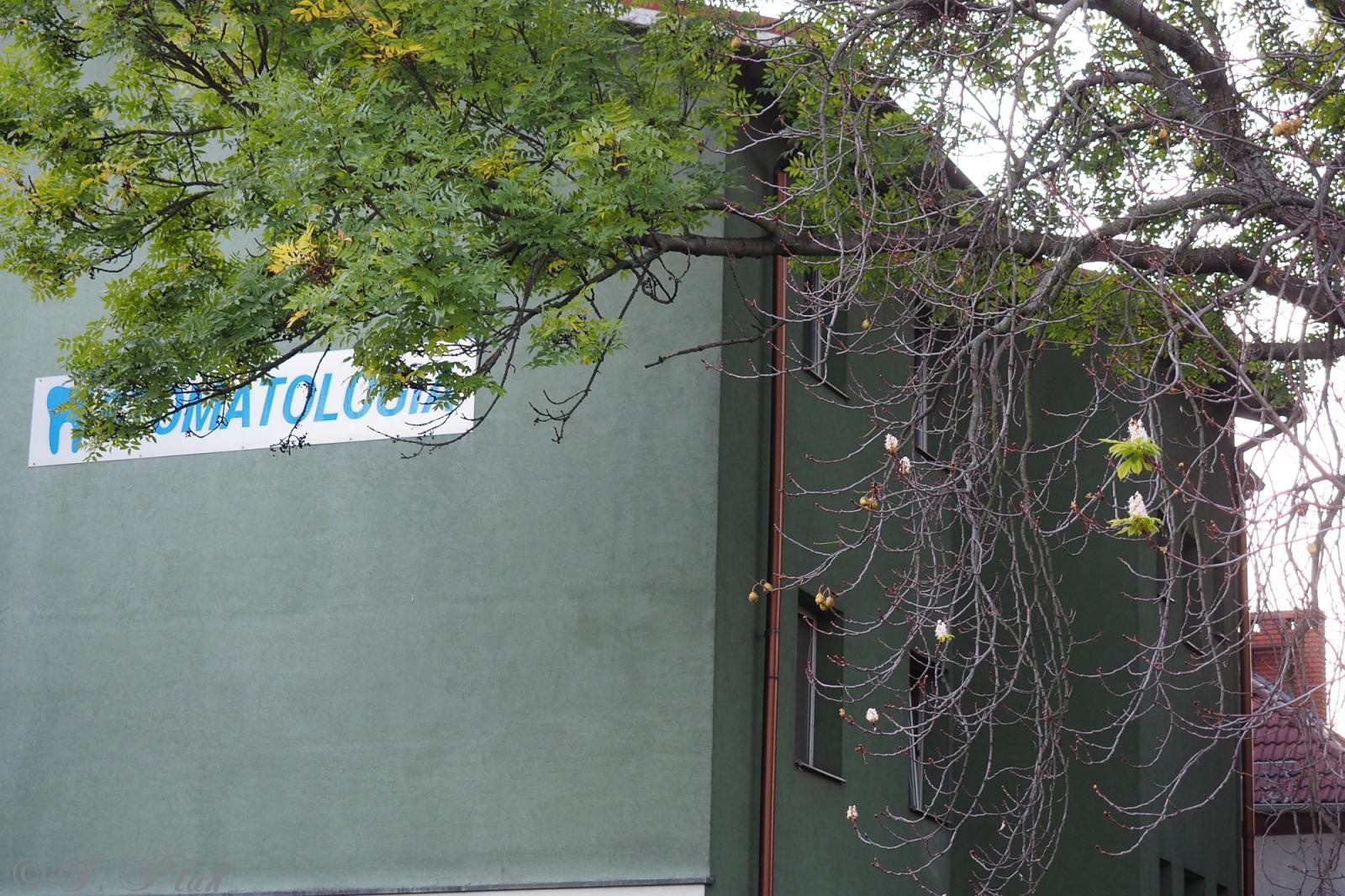 Zdjęcie w galerii na portalu naszraciborz.pl: Raciborski kasztanowiec zakwitł w październiku. To nie magia, a sygnał ostrzegawczy natury [FOTO] wiadomości z regionu