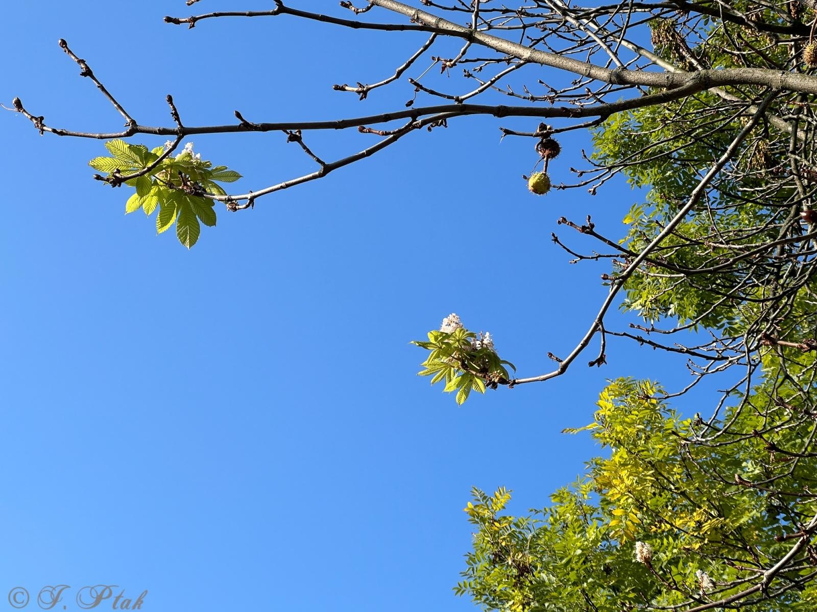 Zdjęcie w galerii na portalu naszraciborz.pl: Raciborski kasztanowiec zakwitł w październiku. To nie magia, a sygnał ostrzegawczy natury [FOTO] wiadomości z regionu