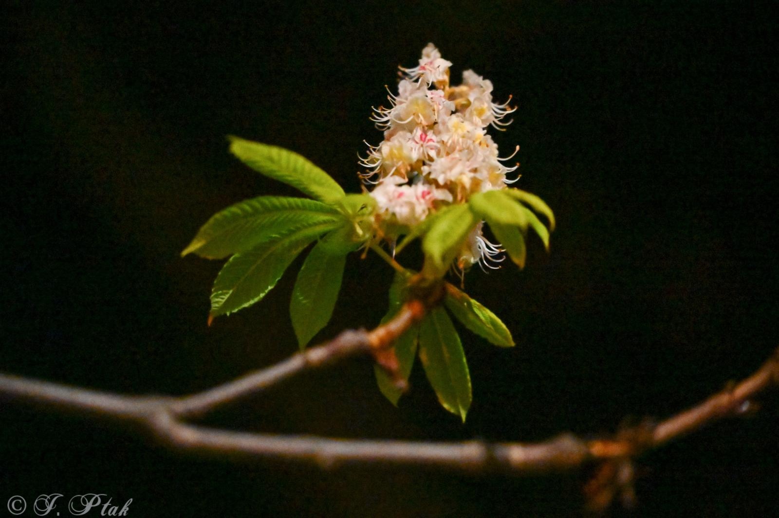 Zdjęcie w galerii na portalu naszraciborz.pl: Raciborski kasztanowiec zakwitł w październiku. To nie magia, a sygnał ostrzegawczy natury [FOTO] wiadomości z regionu