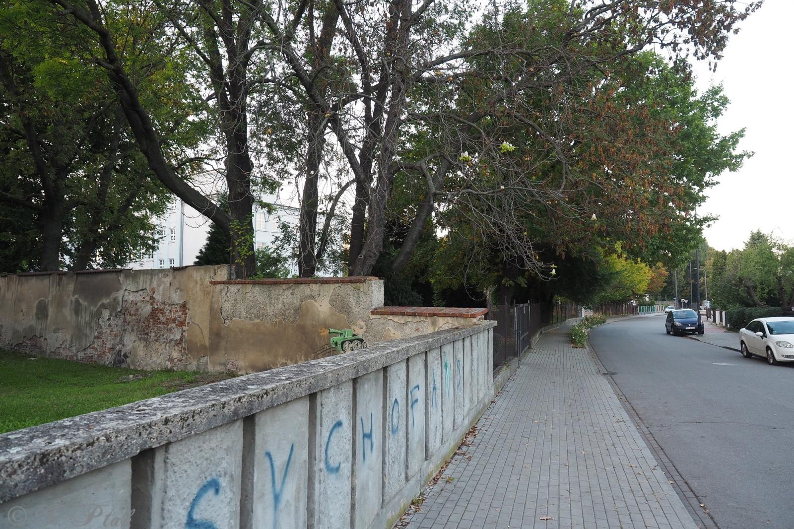 Zdjęcie w galerii na portalu naszraciborz.pl: Raciborski kasztanowiec zakwitł w październiku. To nie magia, a sygnał ostrzegawczy natury [FOTO] wiadomości z regionu