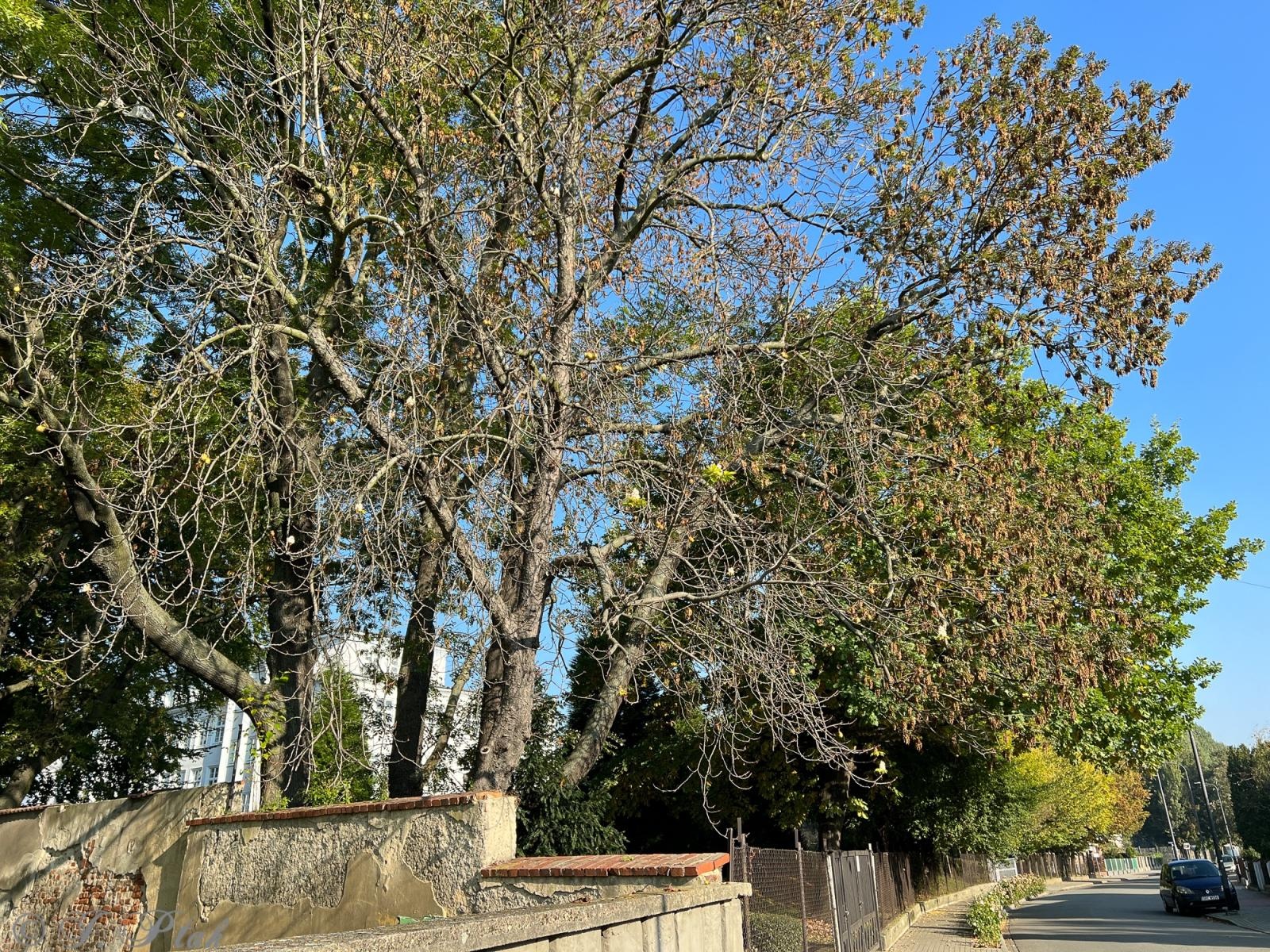 Zdjęcie w galerii na portalu naszraciborz.pl: Raciborski kasztanowiec zakwitł w październiku. To nie magia, a sygnał ostrzegawczy natury [FOTO] wiadomości z regionu