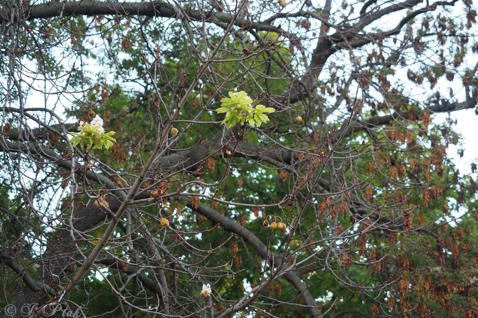Zdjęcie w galerii na portalu naszraciborz.pl: Raciborski kasztanowiec zakwitł w październiku. To nie magia, a sygnał ostrzegawczy natury [FOTO] wiadomości z regionu