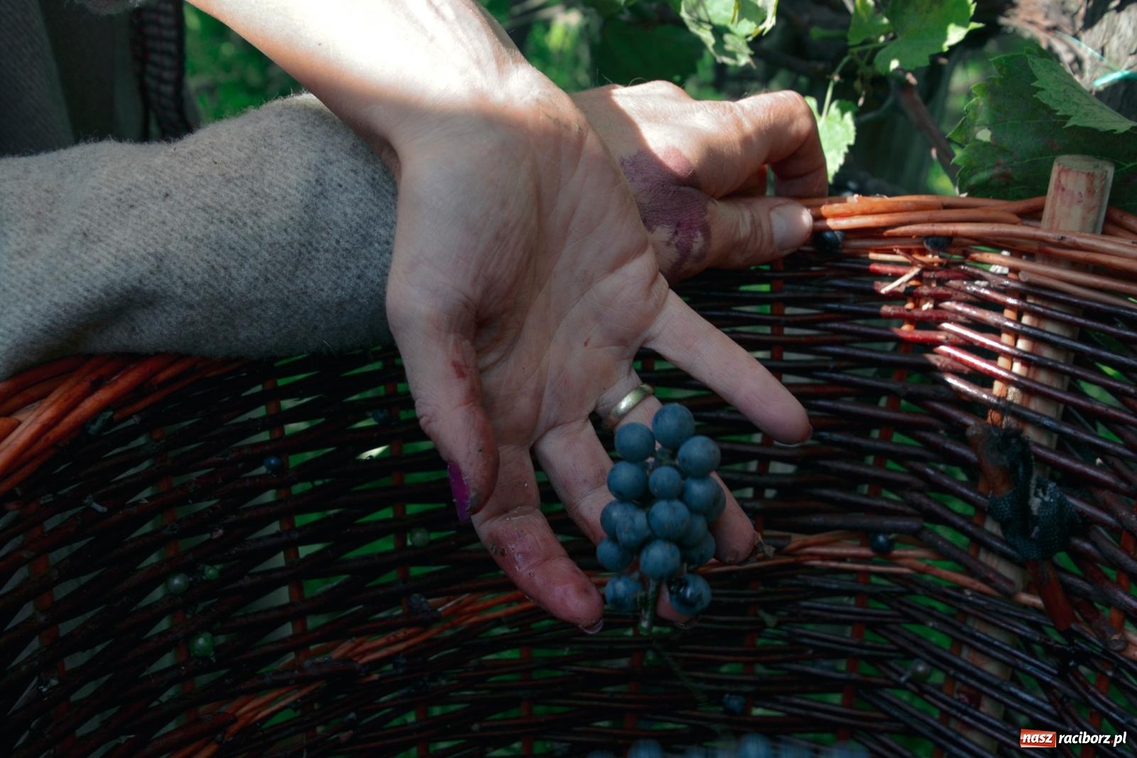 Zdjęcie w galerii na portalu naszraciborz.pl: Niebiosa okazały się łaskawe. Słoneczne winobranie w Trolikówce w Krowiarkach [FOTO i WIDEO] wiadomości z regionu