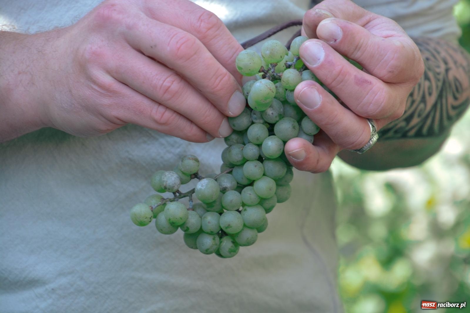 Zdjęcie w galerii na portalu naszraciborz.pl: Niebiosa okazały się łaskawe. Słoneczne winobranie w Trolikówce w Krowiarkach [FOTO i WIDEO] wiadomości z regionu