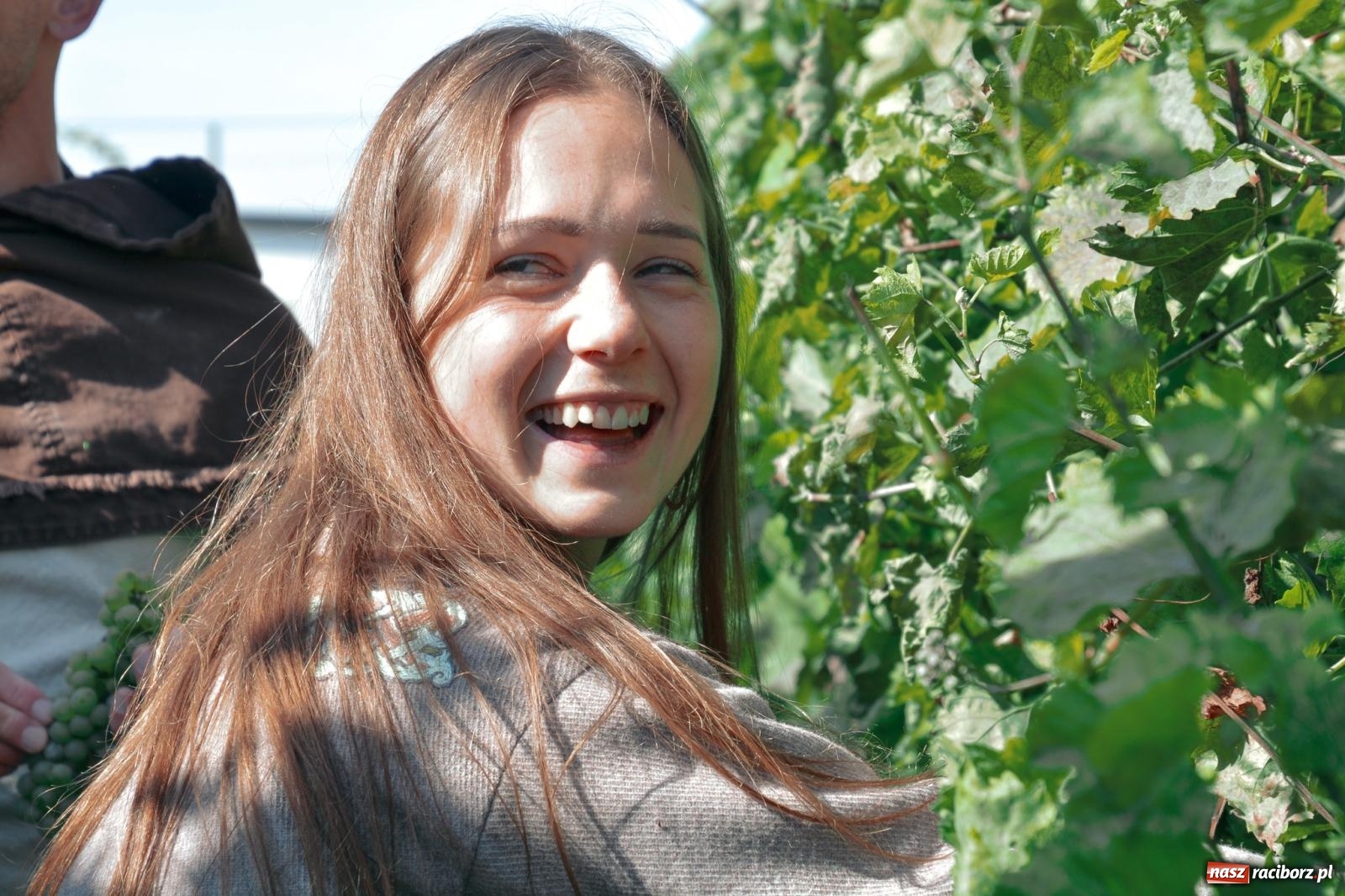 Zdjęcie w galerii na portalu naszraciborz.pl: Niebiosa okazały się łaskawe. Słoneczne winobranie w Trolikówce w Krowiarkach [FOTO i WIDEO] wiadomości z regionu