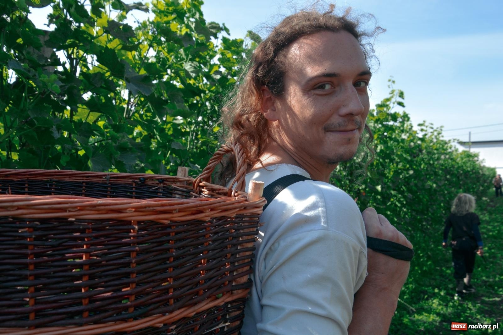 Zdjęcie w galerii na portalu naszraciborz.pl: Niebiosa okazały się łaskawe. Słoneczne winobranie w Trolikówce w Krowiarkach [FOTO i WIDEO] wiadomości z regionu