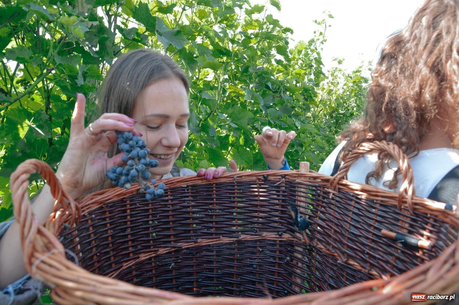 Zdjęcie w galerii na portalu naszraciborz.pl: Niebiosa okazały się łaskawe. Słoneczne winobranie w Trolikówce w Krowiarkach [FOTO i WIDEO] wiadomości z regionu
