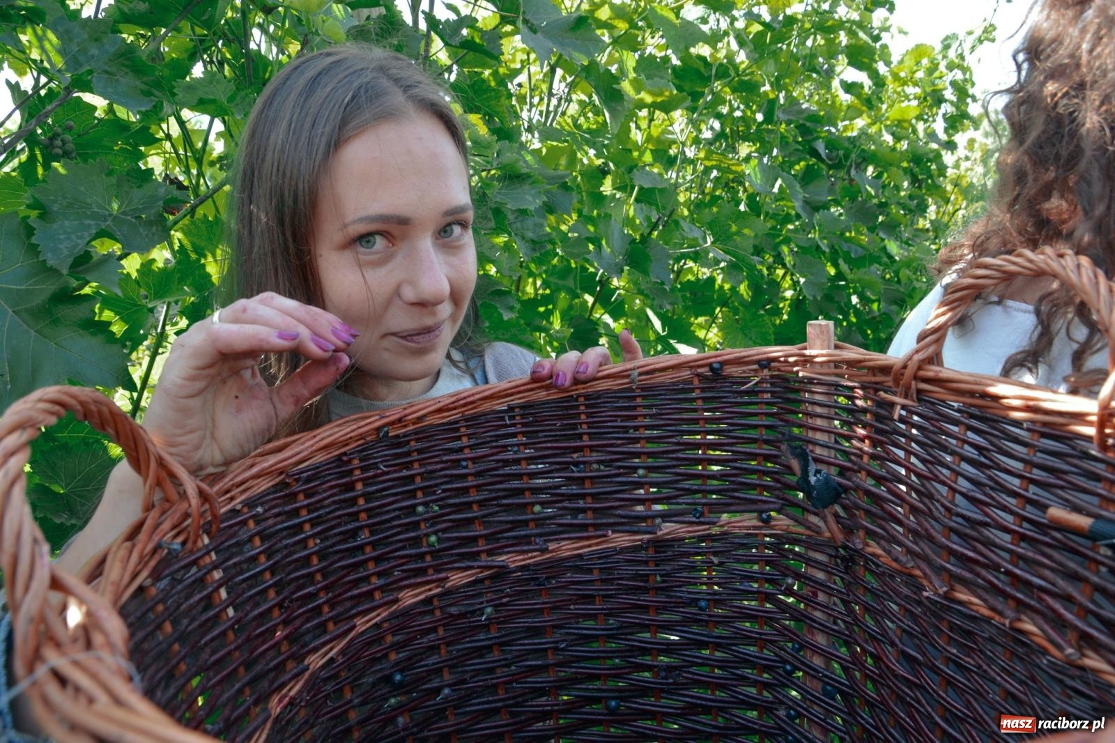 Zdjęcie w galerii na portalu naszraciborz.pl: Niebiosa okazały się łaskawe. Słoneczne winobranie w Trolikówce w Krowiarkach [FOTO i WIDEO] wiadomości z regionu