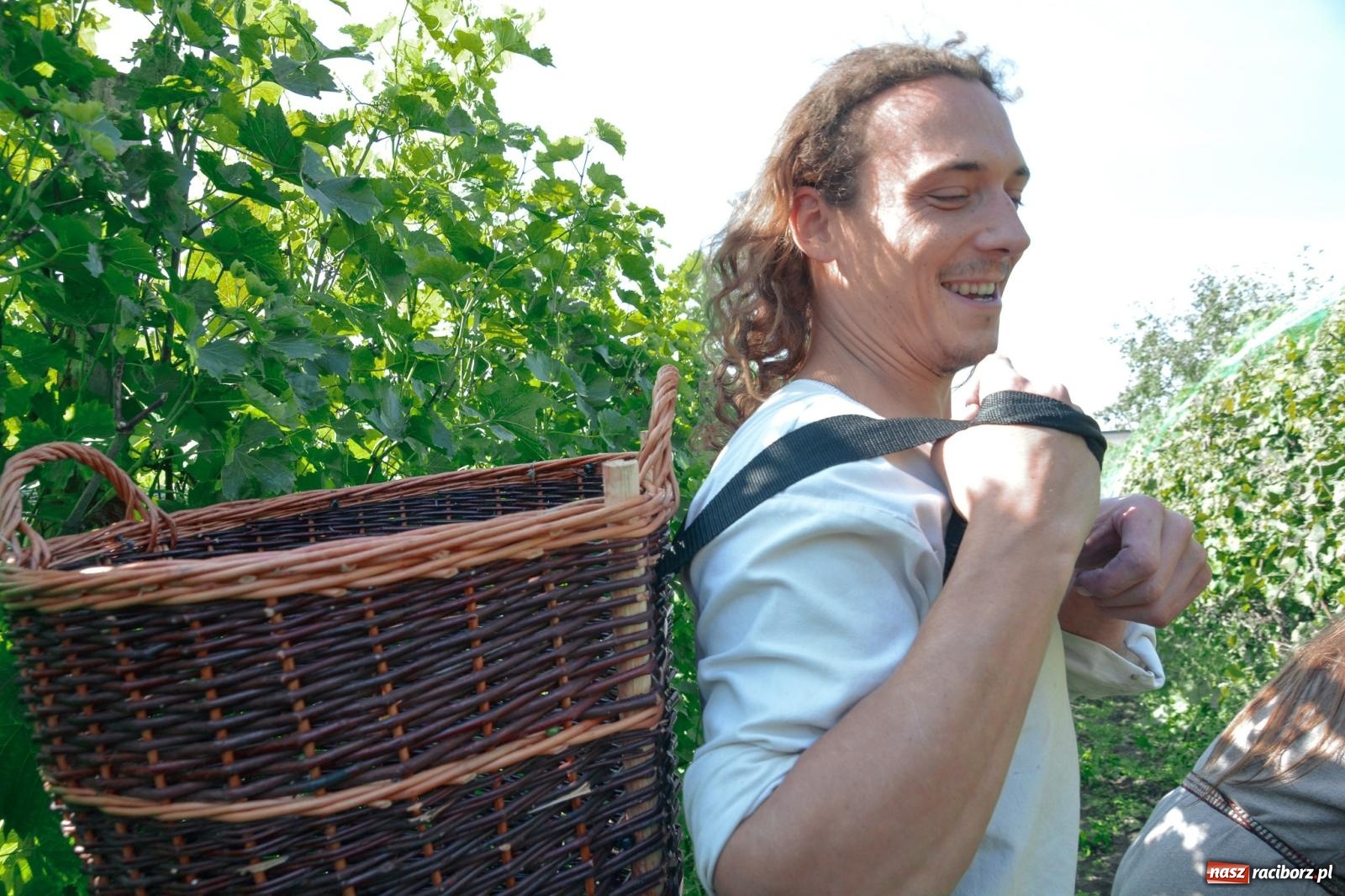 Zdjęcie w galerii na portalu naszraciborz.pl: Niebiosa okazały się łaskawe. Słoneczne winobranie w Trolikówce w Krowiarkach [FOTO i WIDEO] wiadomości z regionu