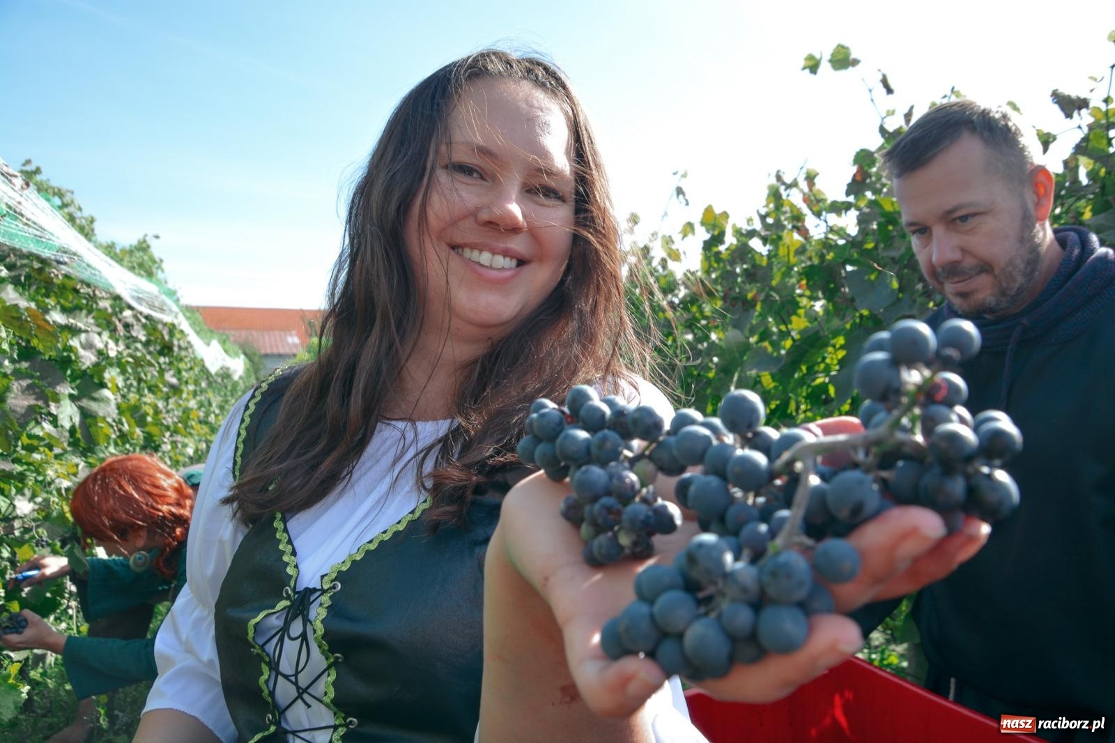 Zdjęcie w galerii na portalu naszraciborz.pl: Niebiosa okazały się łaskawe. Słoneczne winobranie w Trolikówce w Krowiarkach [FOTO i WIDEO] wiadomości z regionu