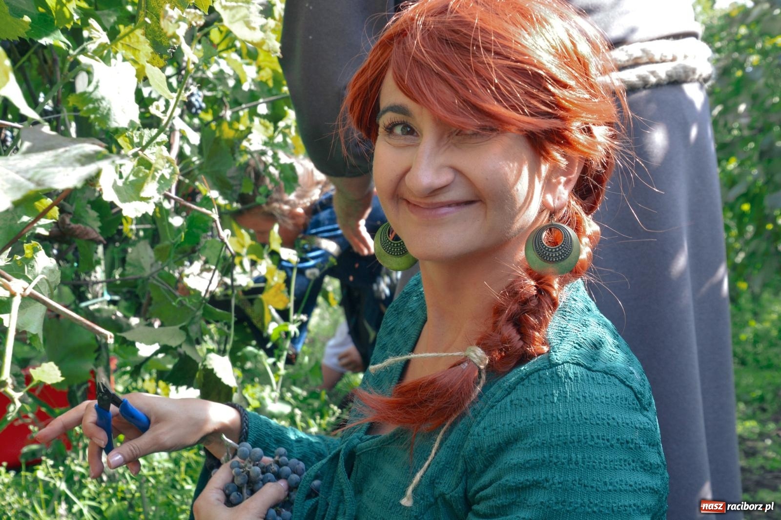 Zdjęcie w galerii na portalu naszraciborz.pl: Niebiosa okazały się łaskawe. Słoneczne winobranie w Trolikówce w Krowiarkach [FOTO i WIDEO] wiadomości z regionu