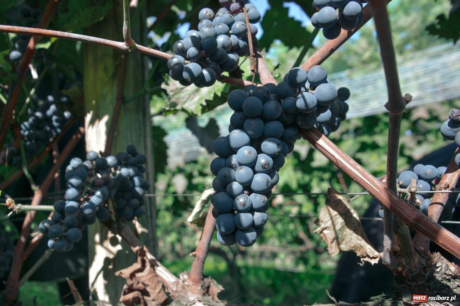 Zdjęcie w galerii na portalu naszraciborz.pl: Niebiosa okazały się łaskawe. Słoneczne winobranie w Trolikówce w Krowiarkach [FOTO i WIDEO] wiadomości z regionu