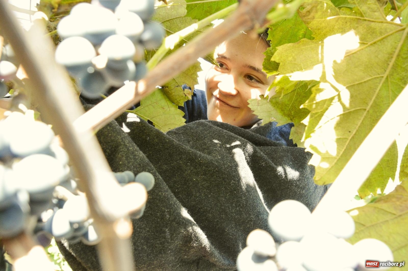 Zdjęcie w galerii na portalu naszraciborz.pl: Niebiosa okazały się łaskawe. Słoneczne winobranie w Trolikówce w Krowiarkach [FOTO i WIDEO] wiadomości z regionu