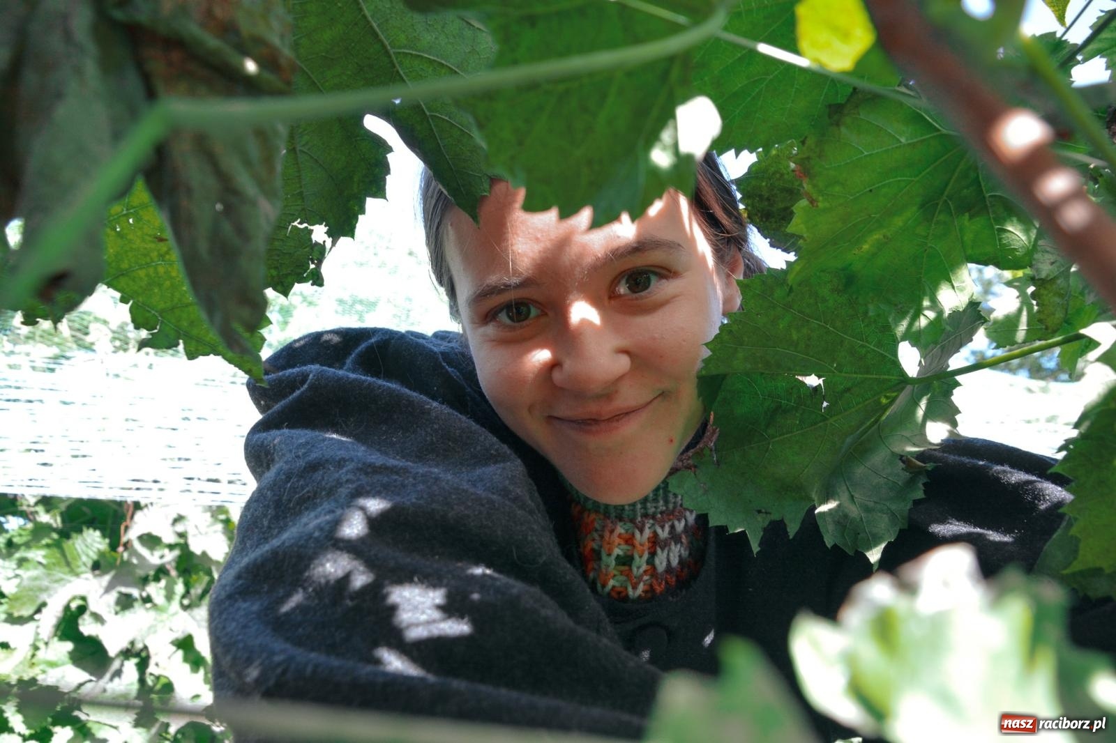 Zdjęcie w galerii na portalu naszraciborz.pl: Niebiosa okazały się łaskawe. Słoneczne winobranie w Trolikówce w Krowiarkach [FOTO i WIDEO] wiadomości z regionu