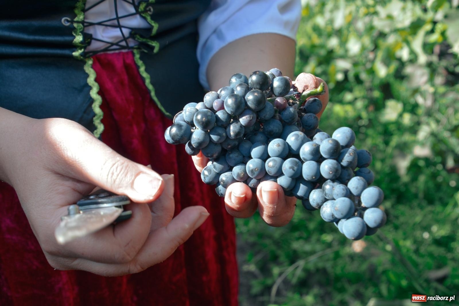 Zdjęcie w galerii na portalu naszraciborz.pl: Niebiosa okazały się łaskawe. Słoneczne winobranie w Trolikówce w Krowiarkach [FOTO i WIDEO] wiadomości z regionu