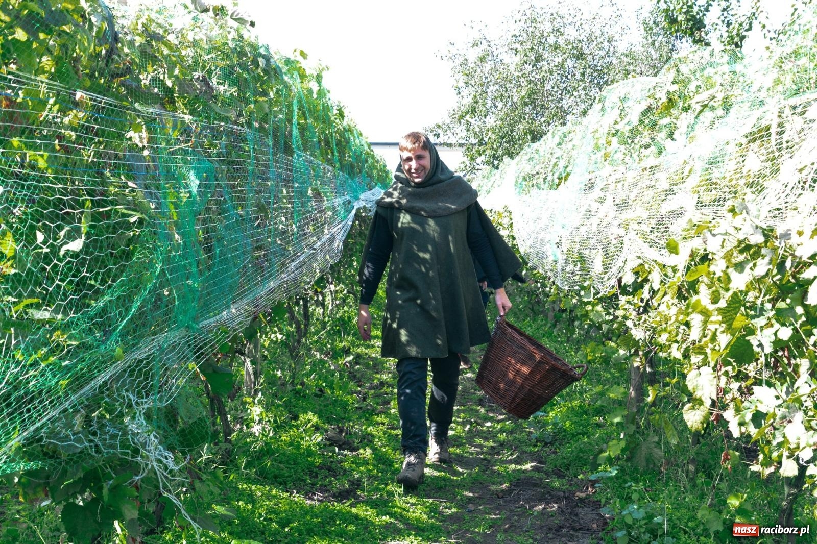 Zdjęcie w galerii na portalu naszraciborz.pl: Niebiosa okazały się łaskawe. Słoneczne winobranie w Trolikówce w Krowiarkach [FOTO i WIDEO] wiadomości z regionu