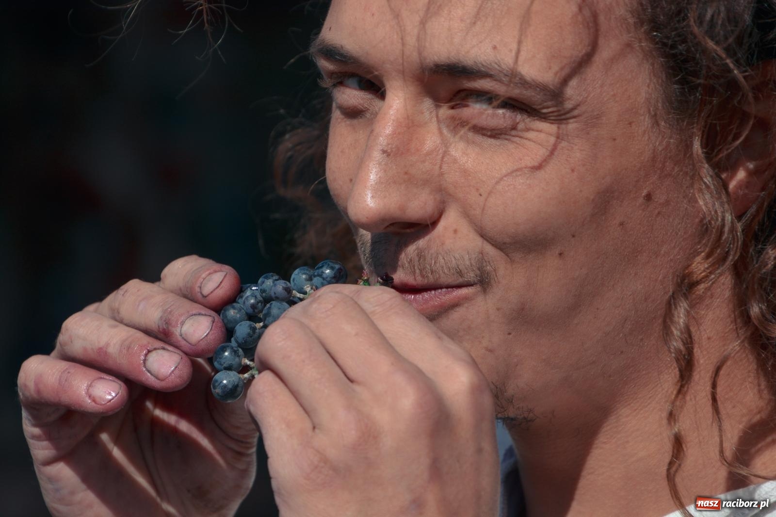 Zdjęcie w galerii na portalu naszraciborz.pl: Niebiosa okazały się łaskawe. Słoneczne winobranie w Trolikówce w Krowiarkach [FOTO i WIDEO] wiadomości z regionu