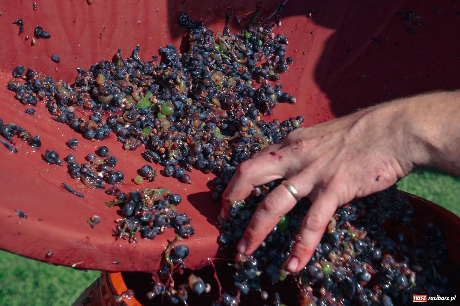 Zdjęcie w galerii na portalu naszraciborz.pl: Niebiosa okazały się łaskawe. Słoneczne winobranie w Trolikówce w Krowiarkach [FOTO i WIDEO] wiadomości z regionu