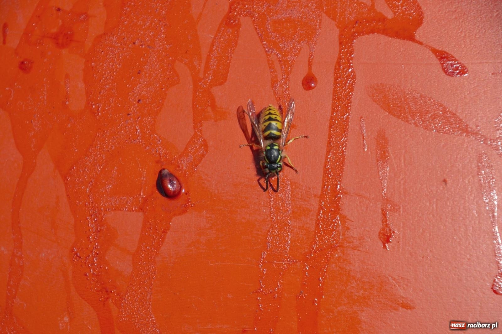 Zdjęcie w galerii na portalu naszraciborz.pl: Niebiosa okazały się łaskawe. Słoneczne winobranie w Trolikówce w Krowiarkach [FOTO i WIDEO] wiadomości z regionu