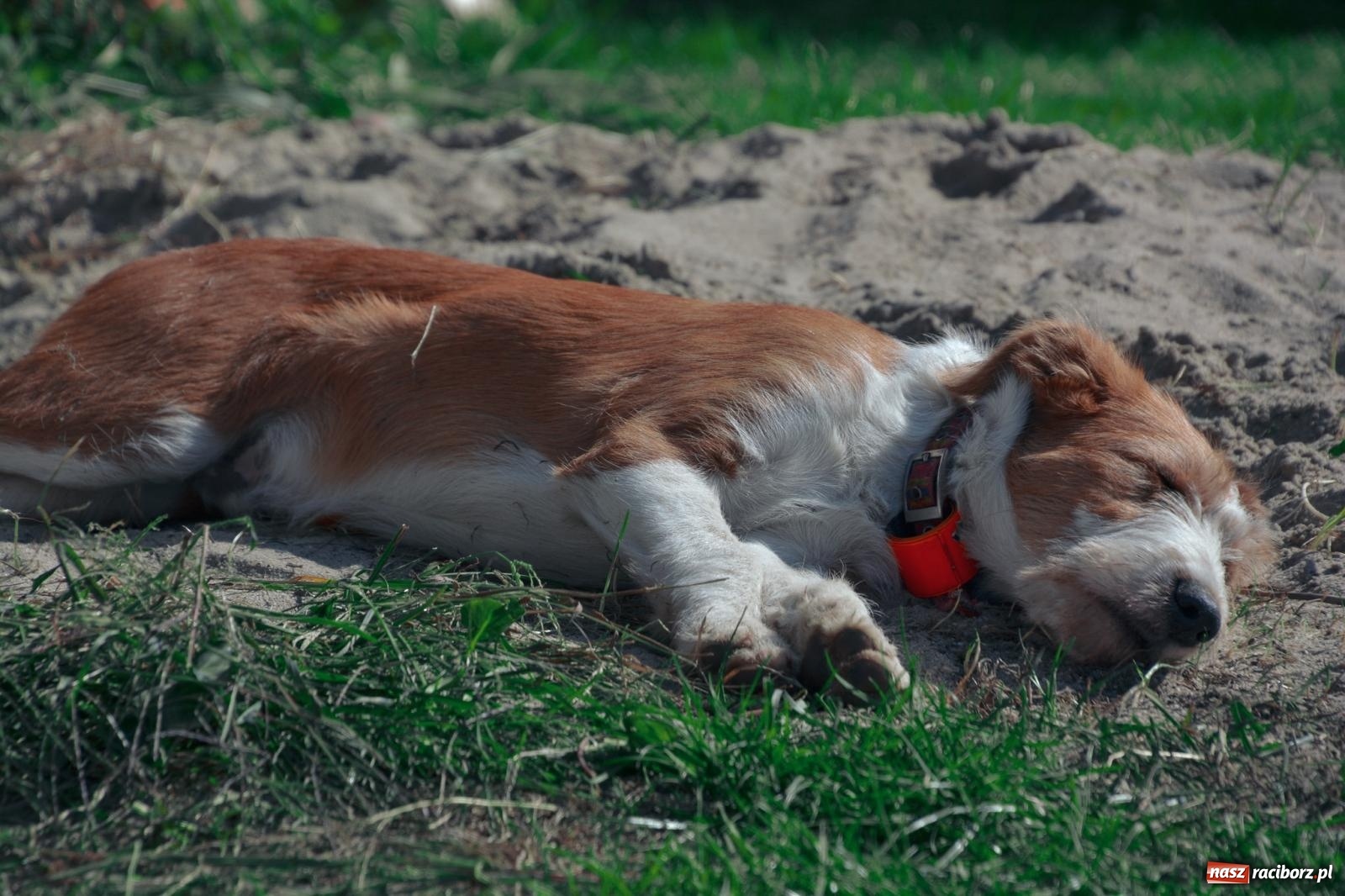 Zdjęcie w galerii na portalu naszraciborz.pl: Niebiosa okazały się łaskawe. Słoneczne winobranie w Trolikówce w Krowiarkach [FOTO i WIDEO] wiadomości z regionu