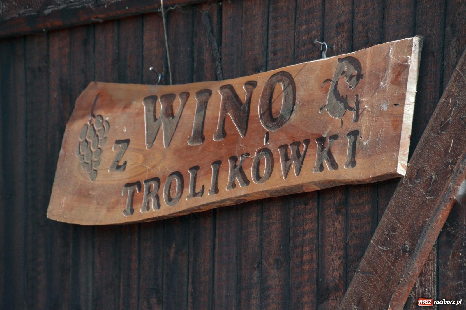 Zdjęcie w galerii na portalu naszraciborz.pl: Niebiosa okazały się łaskawe. Słoneczne winobranie w Trolikówce w Krowiarkach [FOTO i WIDEO] wiadomości z regionu