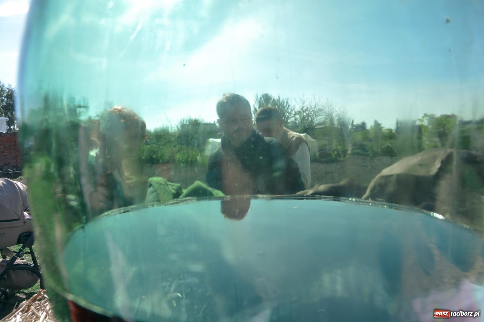 Zdjęcie w galerii na portalu naszraciborz.pl: Niebiosa okazały się łaskawe. Słoneczne winobranie w Trolikówce w Krowiarkach [FOTO i WIDEO] wiadomości z regionu