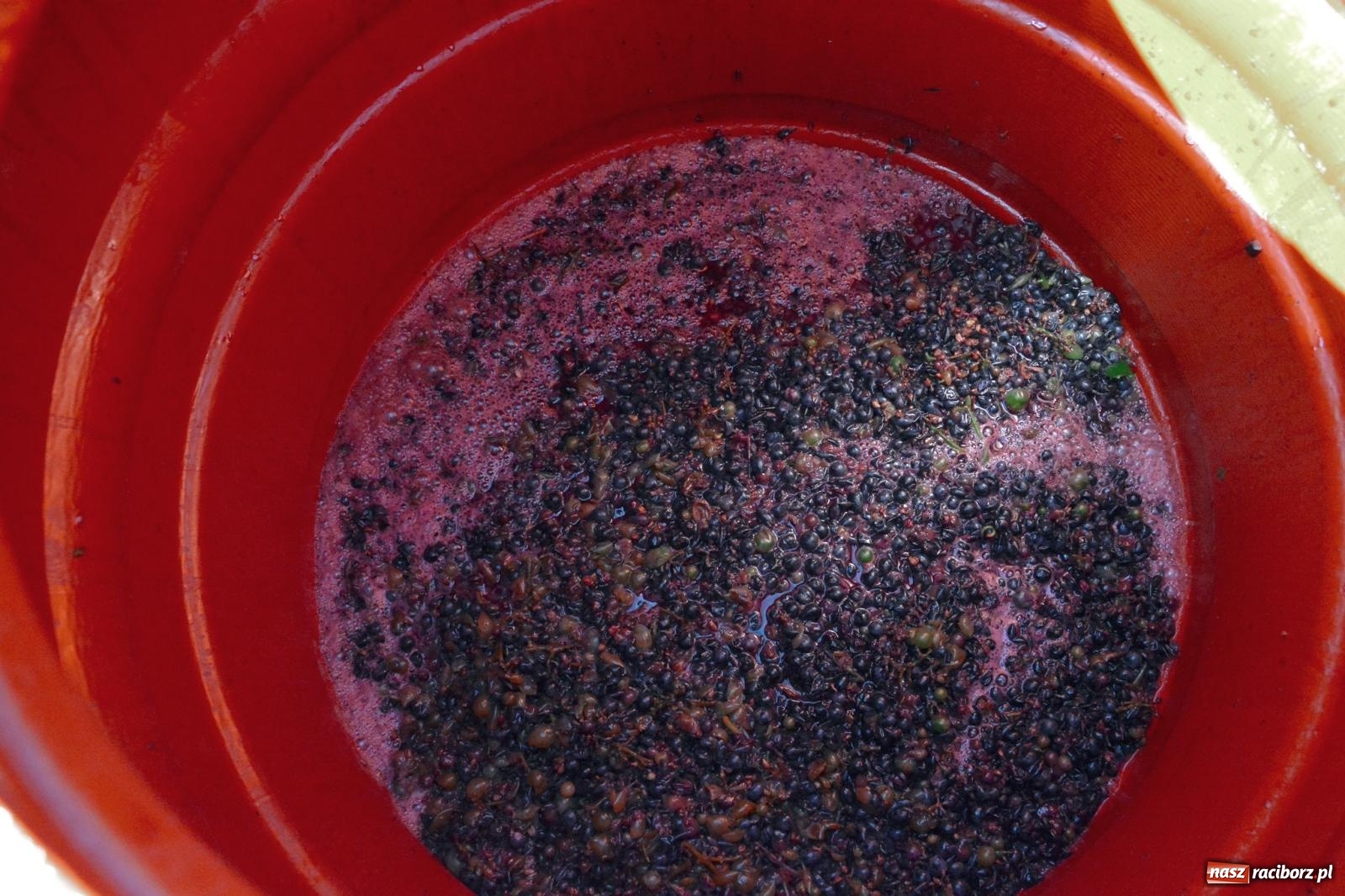 Zdjęcie w galerii na portalu naszraciborz.pl: Niebiosa okazały się łaskawe. Słoneczne winobranie w Trolikówce w Krowiarkach [FOTO i WIDEO] wiadomości z regionu