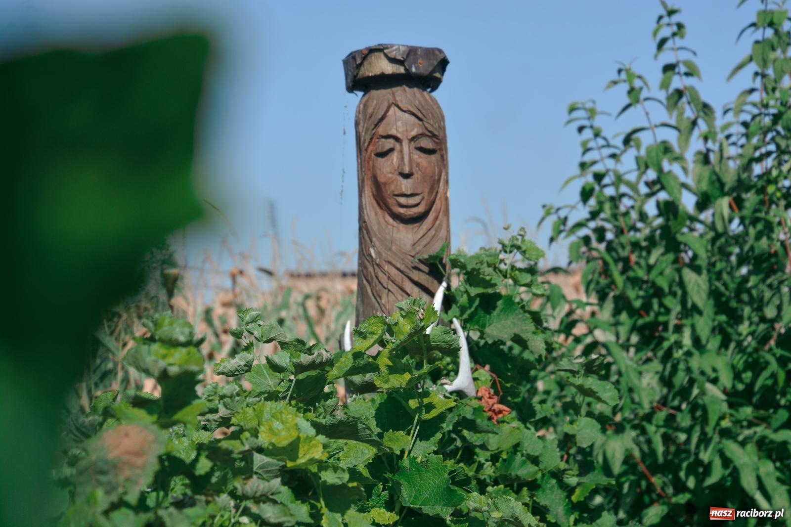 Zdjęcie w galerii na portalu naszraciborz.pl: Niebiosa okazały się łaskawe. Słoneczne winobranie w Trolikówce w Krowiarkach [FOTO i WIDEO] wiadomości z regionu