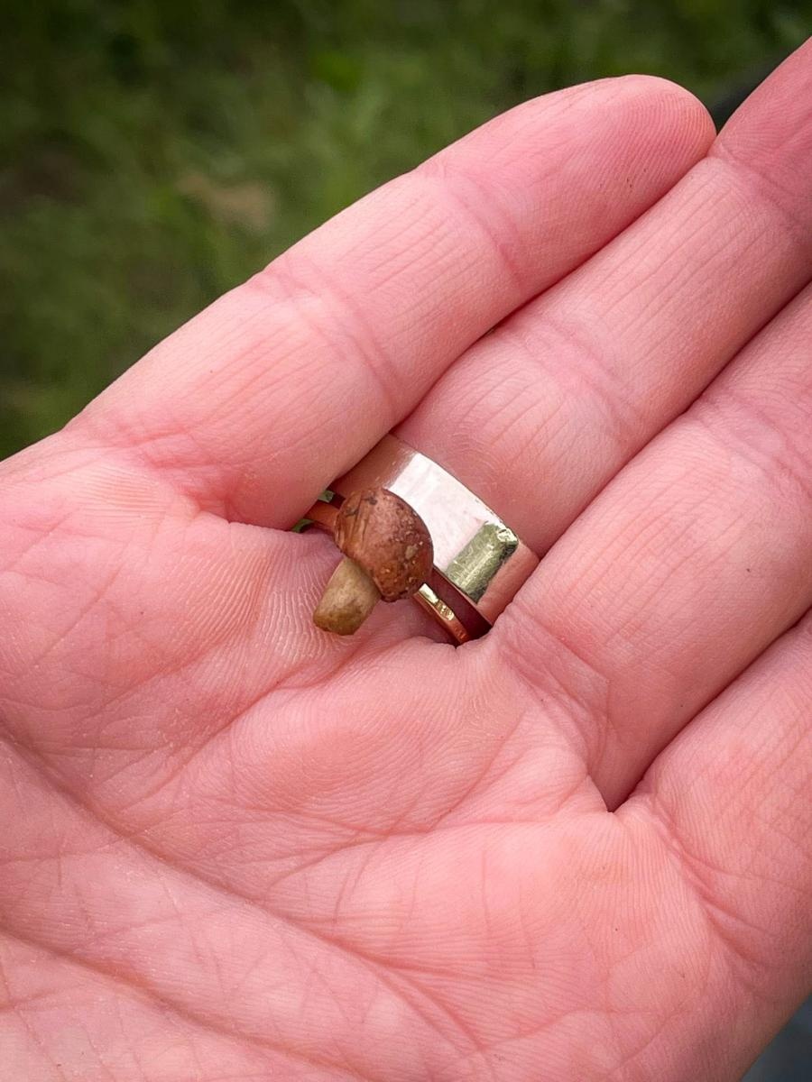 Zdjęcie w galerii na portalu naszraciborz.pl: Ale to było grzybobranie! X zawody w rudzkich lasach wiadomości z regionu