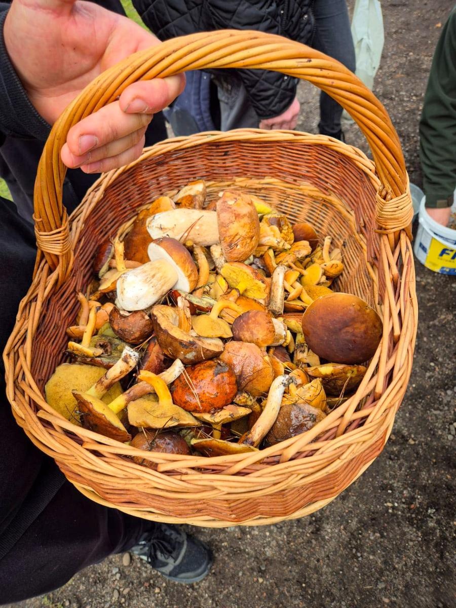 Zdjęcie w galerii na portalu naszraciborz.pl: Ale to było grzybobranie! X zawody w rudzkich lasach wiadomości z regionu