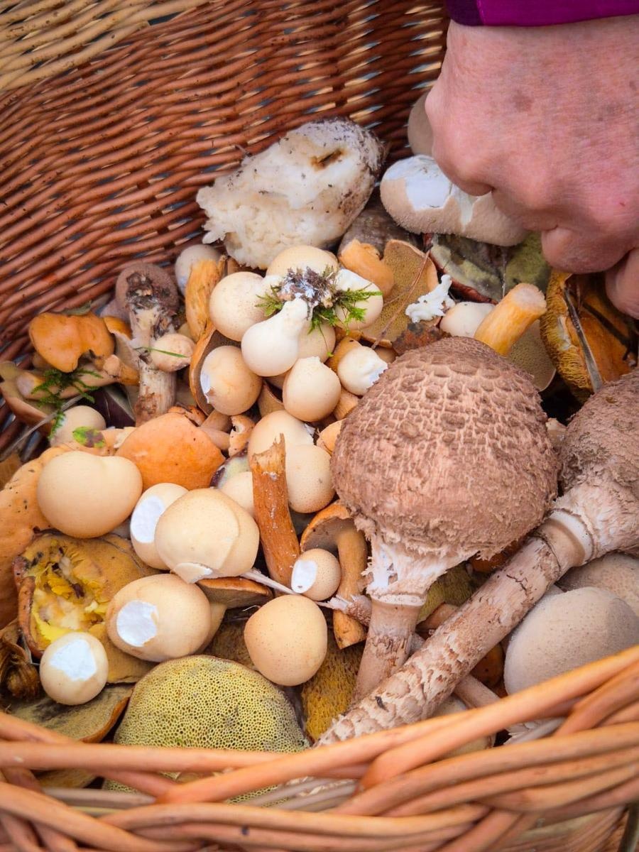 Zdjęcie w galerii na portalu naszraciborz.pl: Ale to było grzybobranie! X zawody w rudzkich lasach wiadomości z regionu