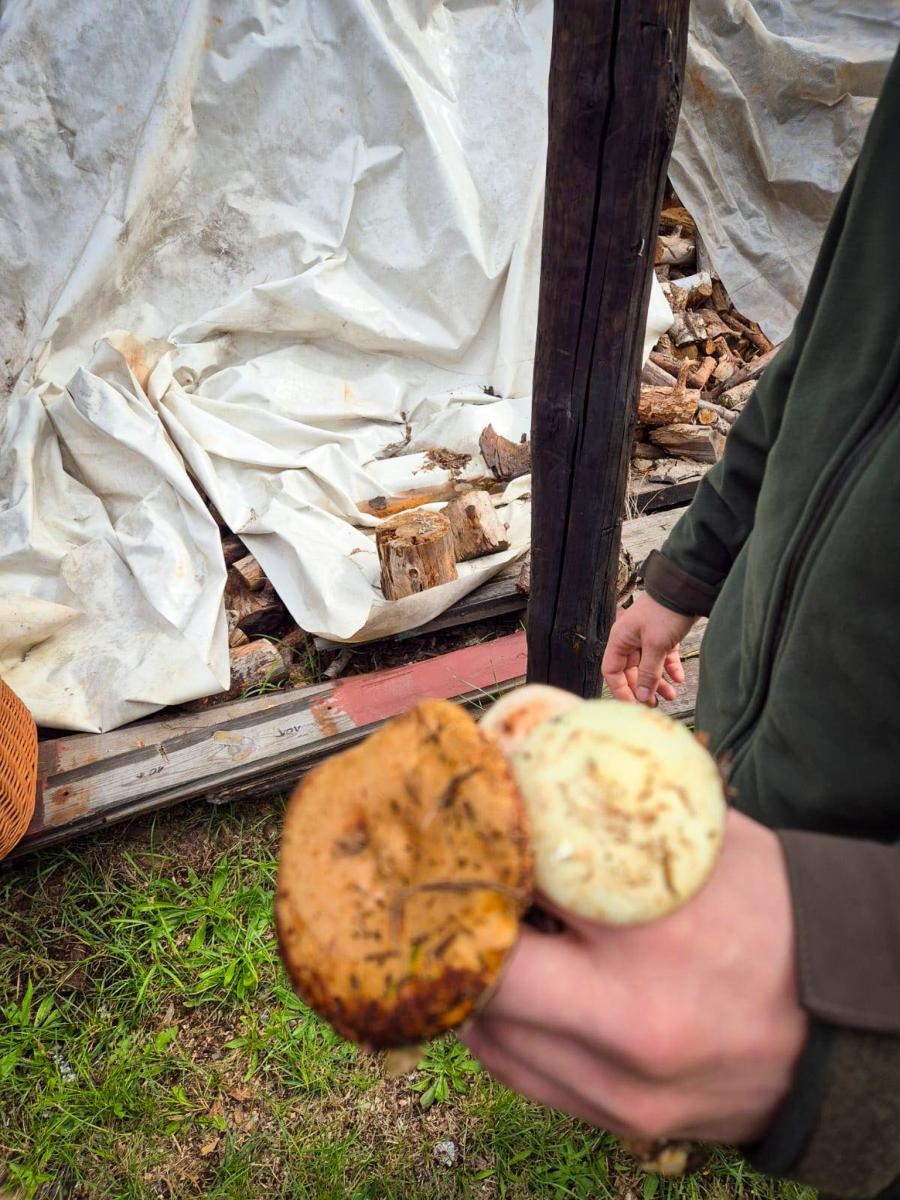 Zdjęcie w galerii na portalu naszraciborz.pl: Ale to było grzybobranie! X zawody w rudzkich lasach wiadomości z regionu