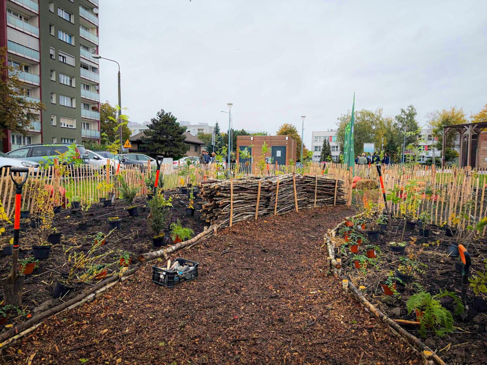 Zdjęcie w galerii na portalu naszraciborz.pl: Racibórz ma swój pierwszy Mikrolas Miyawaki wiadomości z regionu