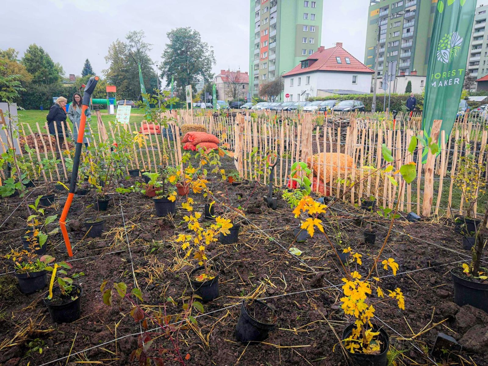 Zdjęcie w galerii na portalu naszraciborz.pl: Racibórz ma swój pierwszy Mikrolas Miyawaki wiadomości z regionu
