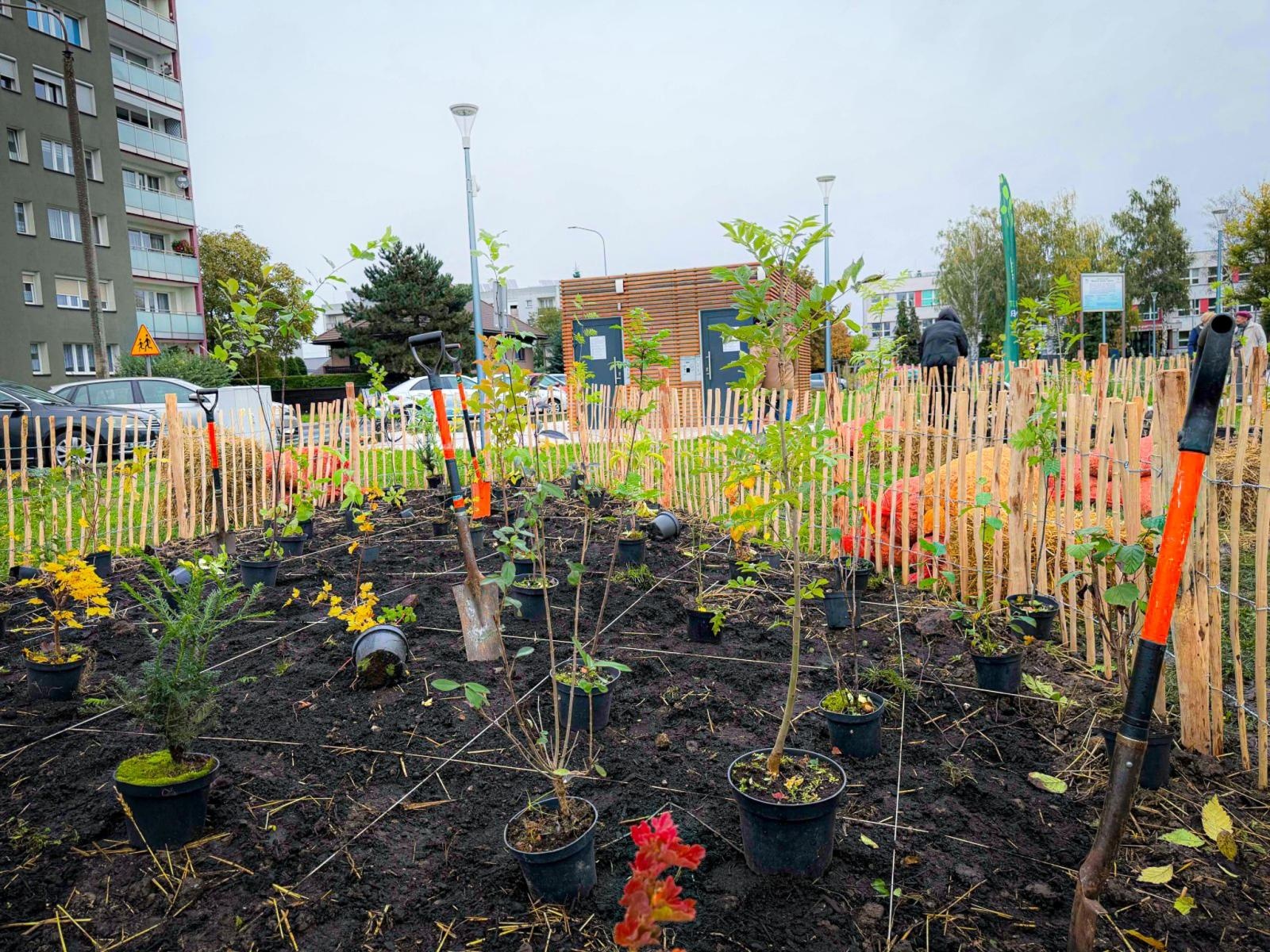 Zdjęcie w galerii na portalu naszraciborz.pl: Racibórz ma swój pierwszy Mikrolas Miyawaki wiadomości z regionu