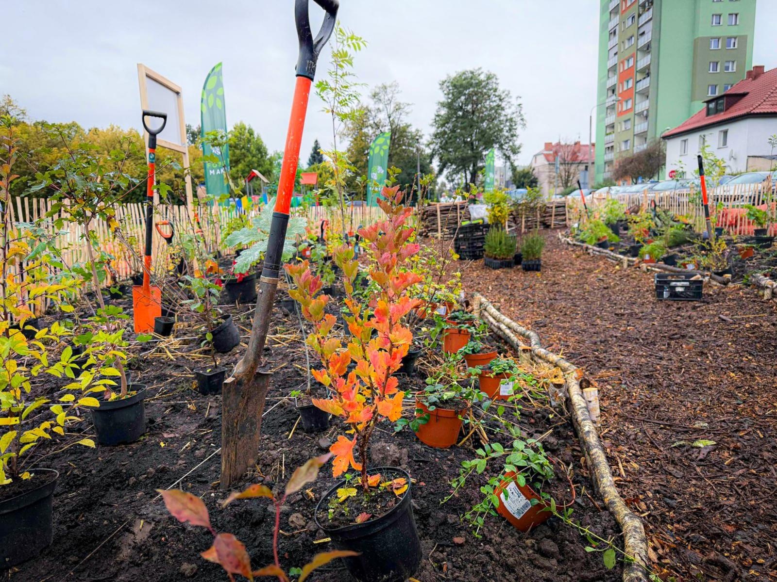 Zdjęcie w galerii na portalu naszraciborz.pl: Racibórz ma swój pierwszy Mikrolas Miyawaki wiadomości z regionu