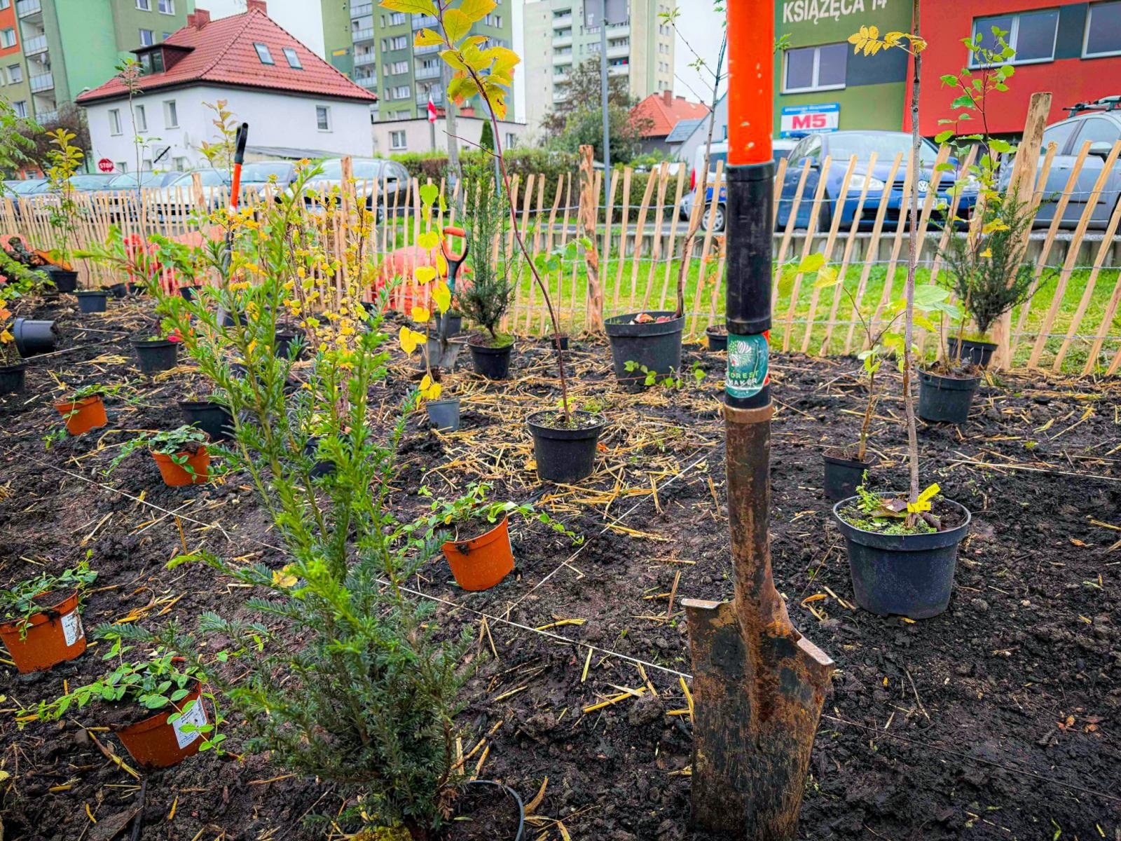 Zdjęcie w galerii na portalu naszraciborz.pl: Racibórz ma swój pierwszy Mikrolas Miyawaki wiadomości z regionu