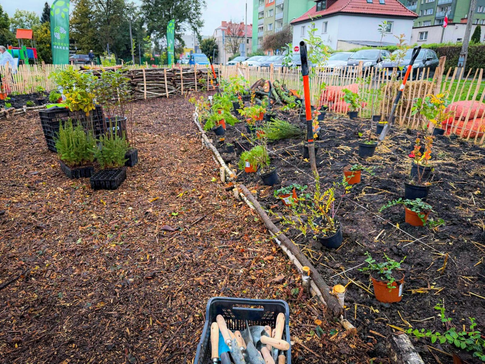 Zdjęcie w galerii na portalu naszraciborz.pl: Racibórz ma swój pierwszy Mikrolas Miyawaki wiadomości z regionu