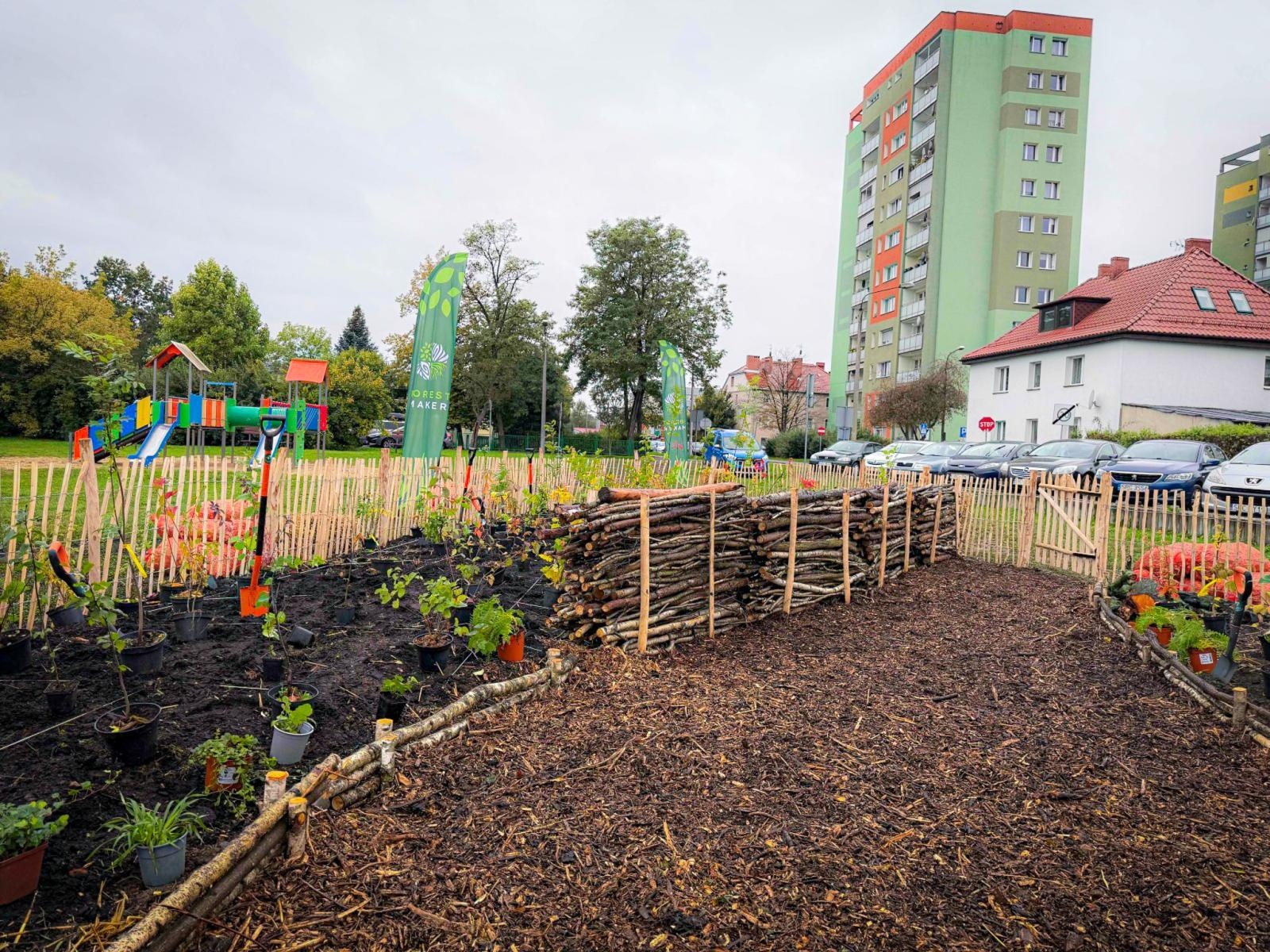 Zdjęcie w galerii na portalu naszraciborz.pl: Racibórz ma swój pierwszy Mikrolas Miyawaki wiadomości z regionu