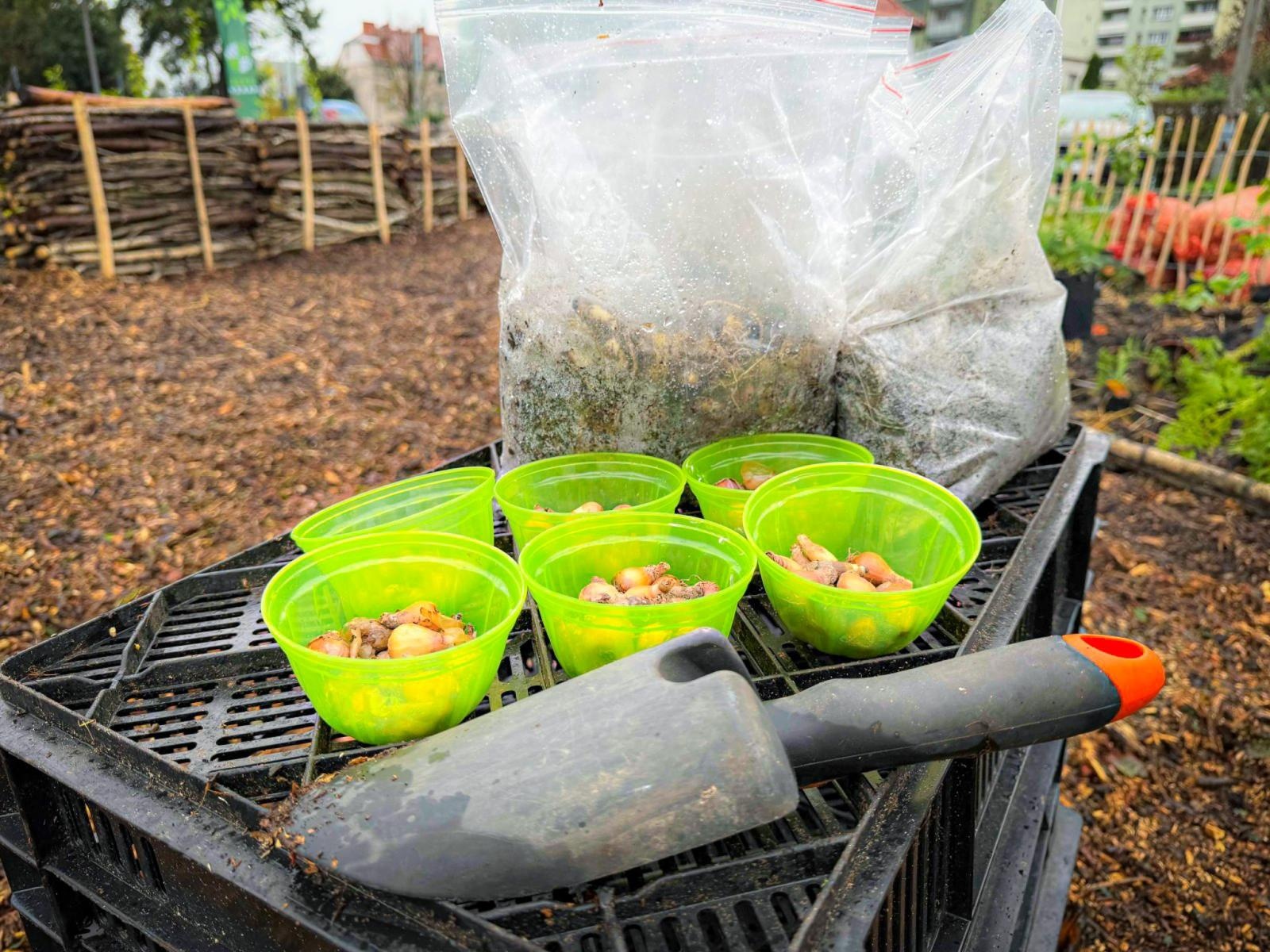 Zdjęcie w galerii na portalu naszraciborz.pl: Racibórz ma swój pierwszy Mikrolas Miyawaki wiadomości z regionu