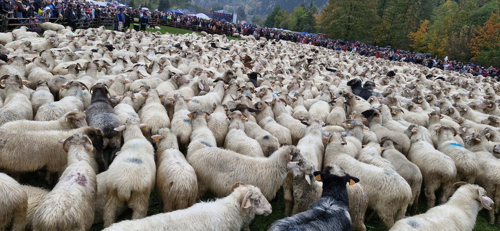 Zdjęcie w galerii na portalu naszraciborz.pl: Raciborski Oddział PTTK na szlaku Pienin wiadomości z regionu
