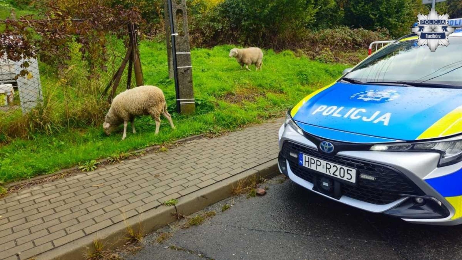 Zdjęcie w galerii na portalu naszraciborz.pl: Owce na ulicy Pogrzebieńskiej! Policjanci z Raciborza ruszyli na nietypową akcję wiadomości z regionu