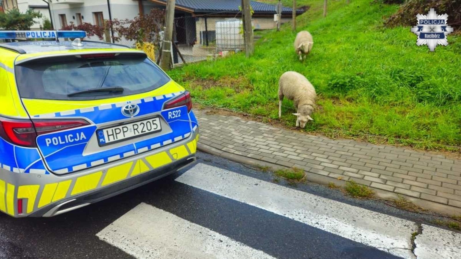 Zdjęcie w galerii na portalu naszraciborz.pl: Owce na ulicy Pogrzebieńskiej! Policjanci z Raciborza ruszyli na nietypową akcję wiadomości z regionu