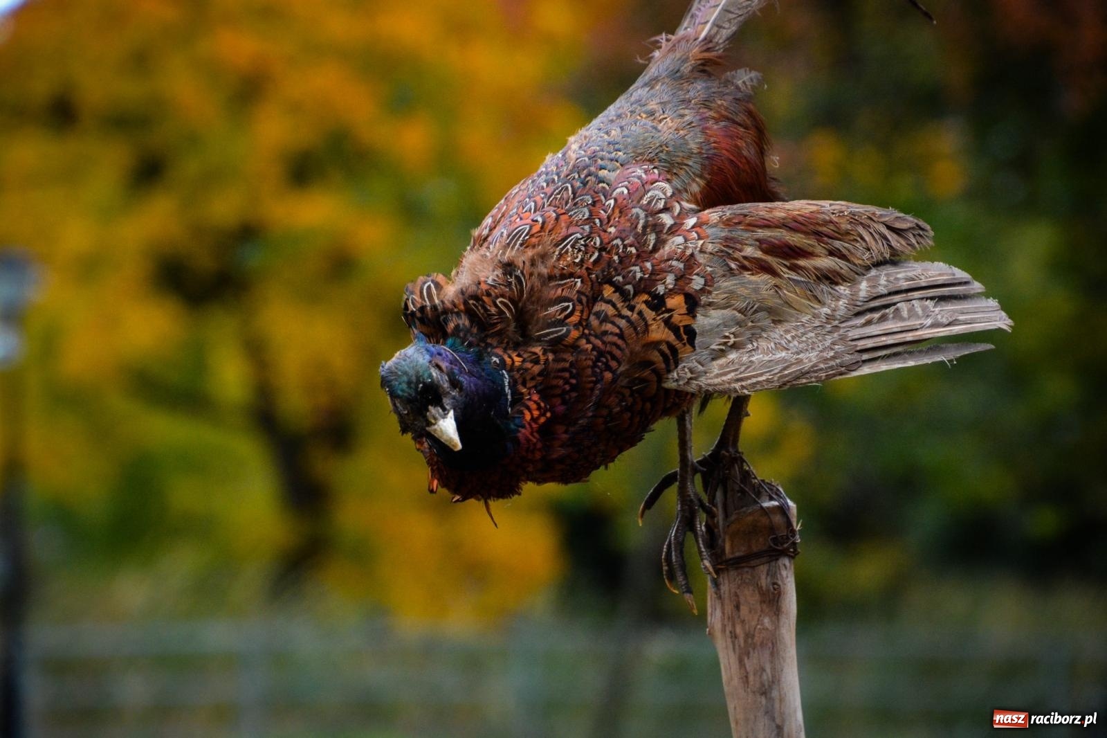 Zdjęcie w galerii na portalu naszraciborz.pl: Żeglarska Jesień w Krowiarkach. Na stawie przy pałacu otwarto molo, pierwsze w powiecie wiadomości z regionu