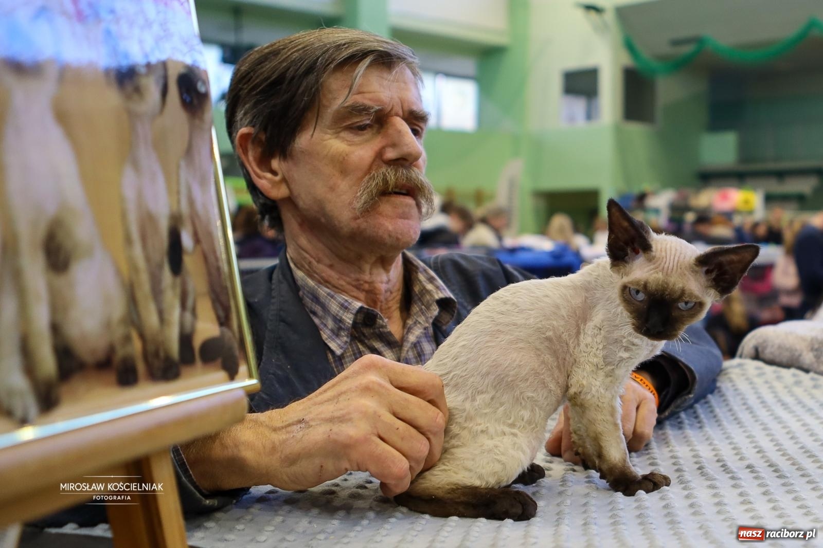 Zdjęcie w galerii na portalu naszraciborz.pl: Kocie piękno w Raciborzu. Trwa Międzynarodowa Wystawa Kotów w arenie Rafako wiadomości z regionu