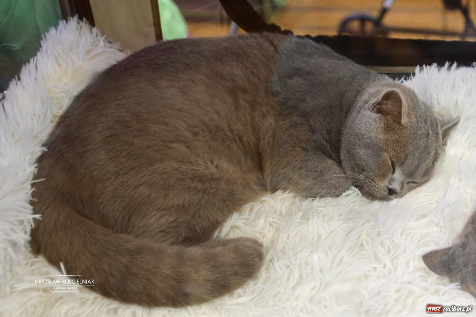 Zdjęcie w galerii na portalu naszraciborz.pl: Kocie piękno w Raciborzu. Trwa Międzynarodowa Wystawa Kotów w arenie Rafako wiadomości z regionu