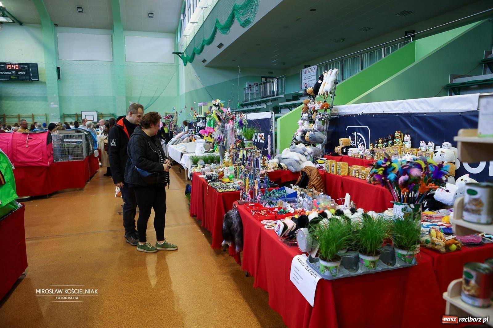 Zdjęcie w galerii na portalu naszraciborz.pl: Kocie piękno w Raciborzu. Trwa Międzynarodowa Wystawa Kotów w arenie Rafako wiadomości z regionu